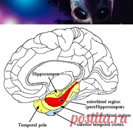 Стволовые клктки мозга регулируют память и настроение | Непознанный мир
Два типа стволовых клеток мозга раскрыли тайны памяти: они находятся в разных отделах гиппокампа мозга, создают новые нейроны, регулируют память и настроение 
https://nepoznan-mir.ru/raskryta-odna-iz-tajn-pamyati-i-nastroeniya/