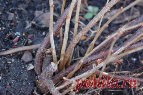 Как правильно омолодить кусты смородины? Омолаживающая обрезка осенью. Фото — Ботаничка.ru