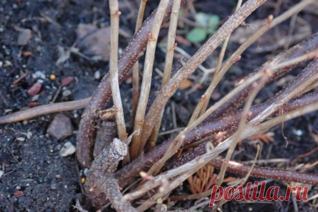 Как правильно омолодить кусты смородины? Омолаживающая обрезка осенью. Фото — Ботаничка.ru