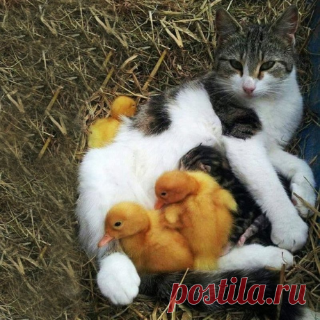 «Чужих детей не бывает!» - 12 самых милых фото животных прирожденных родителей | Адекватное родительство | Яндекс Дзен