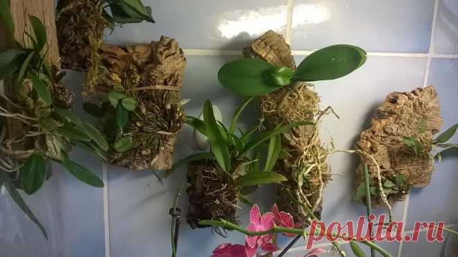 (84) Одноклассники