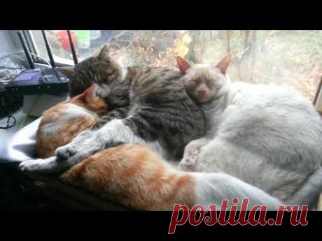 А у нас в Монте-Карло...  )