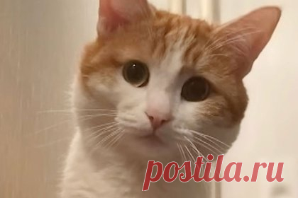 Хозяин найденного замерзшим кота Твикса пообещал наказать виновных. Хозяин найденного замерзшим кота Твикса, которого ранее проводница выбросила из поезда на остановке в Кирове, Эдгар Гайфуллин заявил, что намерен наказать виновных. Об этом он рассказал в беседе с «Лентой.ру». 20 января замерзшего кота Твикса нашли без признаков жизни у железнодорожного переезда.