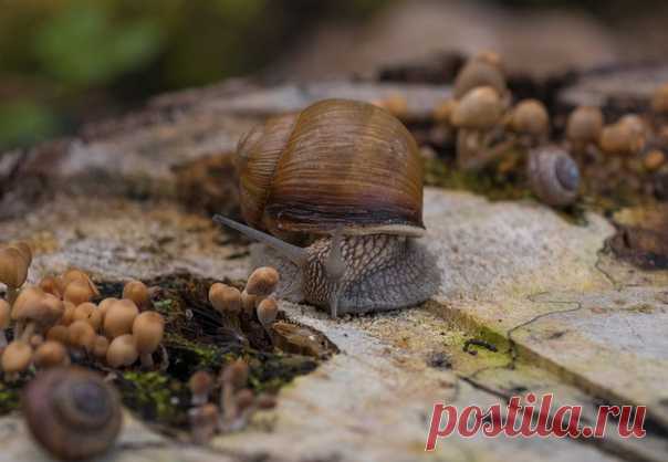 Улиточки в парке «Зверинец», Гатчина (Ленинградская область). Снимала Дарья Меркулова: nat-geo.ru/community/user/209507