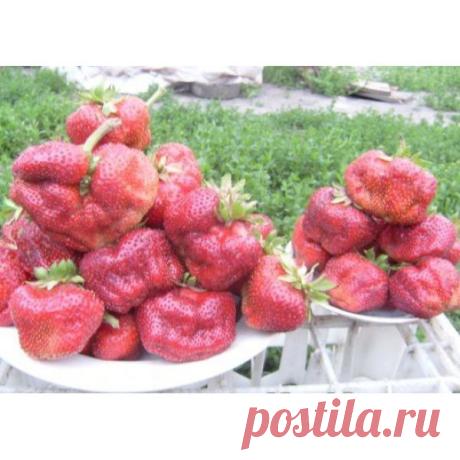 Клубника Цунаки