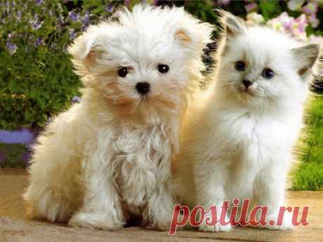 Cute&Cool Pets 4U: Kittens and Puppies Pictures