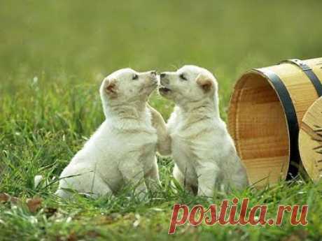 Cute&Cool Pets 4U: Фотографии милых белых щенков