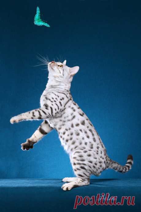 Cute&Cool Pets 4U: White Bengal Cats Pictures and Wallpapers