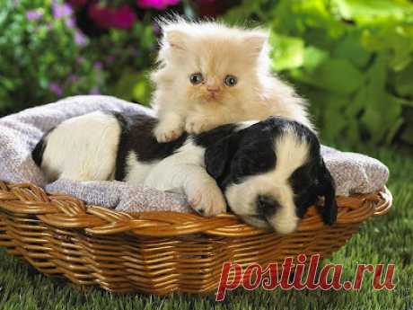 Cute&amp;Cool Pets 4U: Very Cute Kittens Pictures
