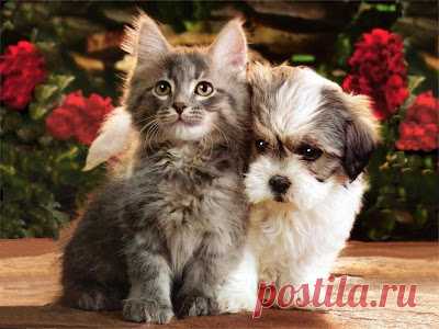 Cute&Cool Pets 4U: Kittens and Puppies Pictures