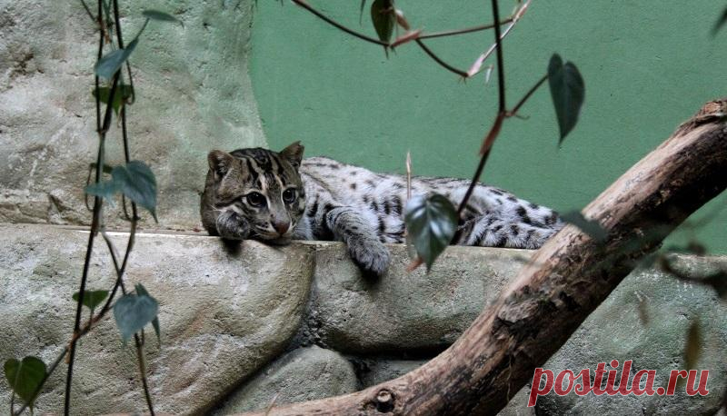 Камышовый кот, фото и описание4 Лапки
