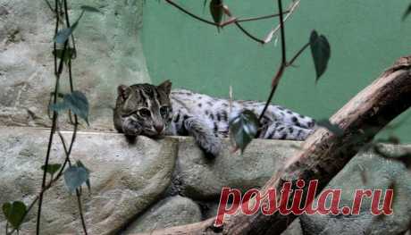 Камышовый кот, фото и описание4 Лапки