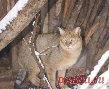 Камышовый кот, фото и описание4 Лапки