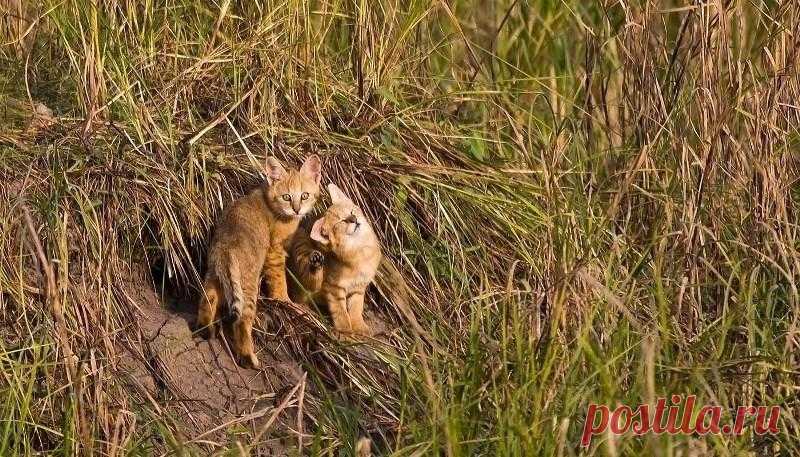 Камышовый кот, фото и описание4 Лапки