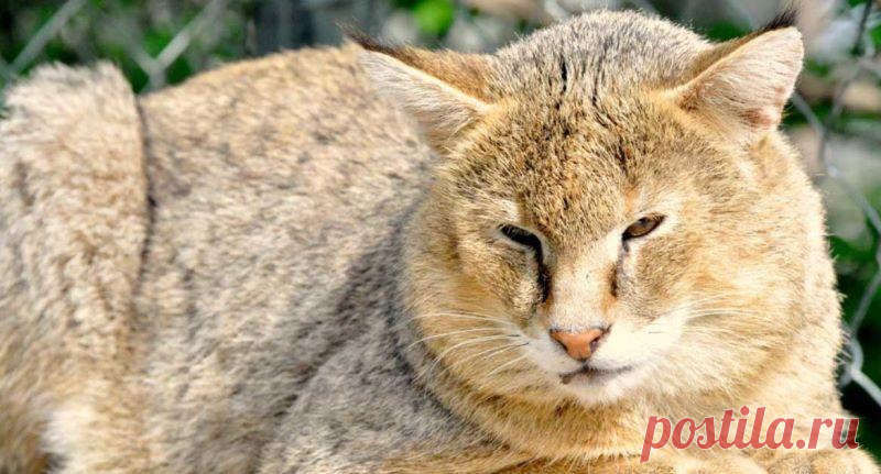 Камышовый кот, фото и описание4 Лапки