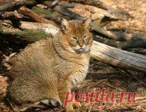 Камышовый кот, фото и описание4 Лапки