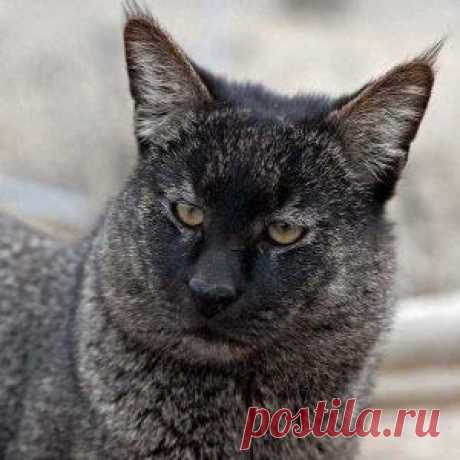 Камышовый кот, фото и описание4 Лапки