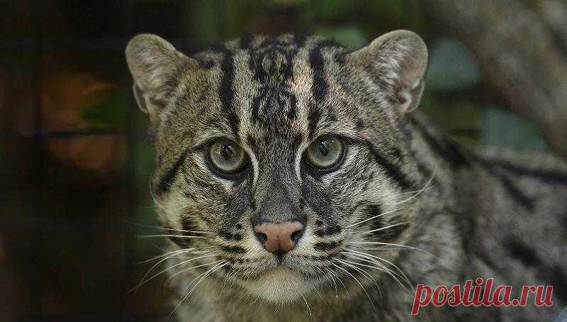 Камышовый кот, фото и описание4 Лапки