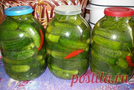 Кисло-соленые огурчики под пластиковыми крышками — Полезные советы