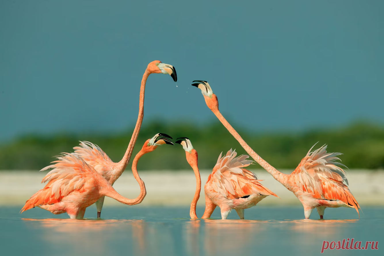 Лучшие фотографии птиц Photography Awards