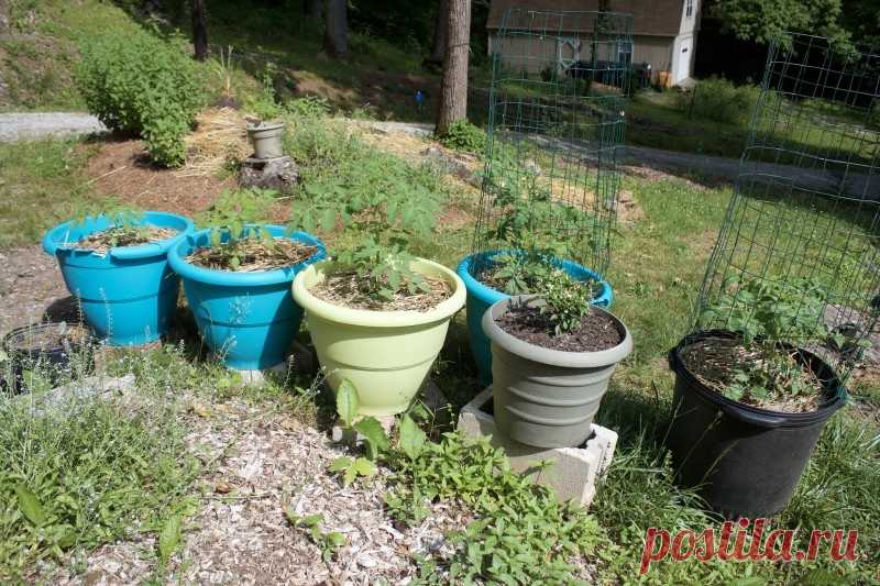 Этот мужчина закапывает обычное яйцо в почву. Результат — настоящее открытие для всех садоводов!