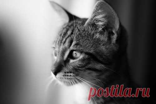 Kitteh Kats. Cat Photos, Cat Gifs, Cat Funny, Kitten pics, lots of Kittens. You know, kitty stuff. Kat, Kot, Katzen, Gatos, Gatitos, кошки, 猫, it' about cats