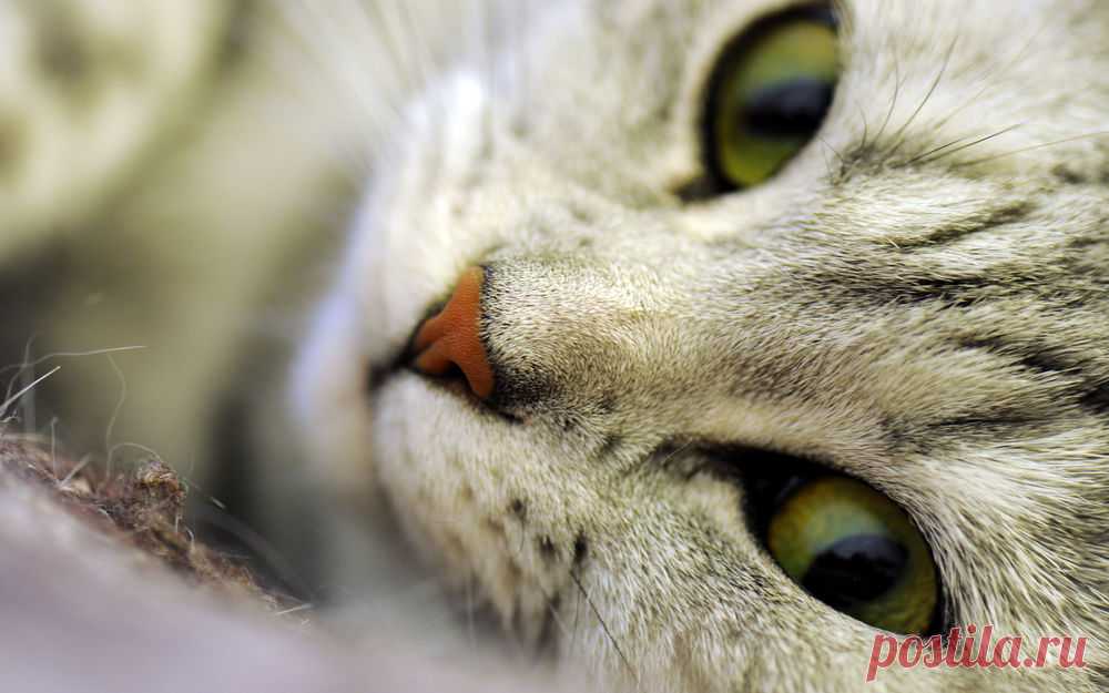 Обои Красивая кошка с зелёными глазами на рабочий стол, страница