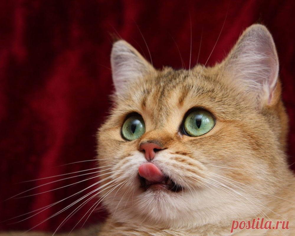 Обои Облизывающийся кот с красивыми глазами на рабочий стол, страница