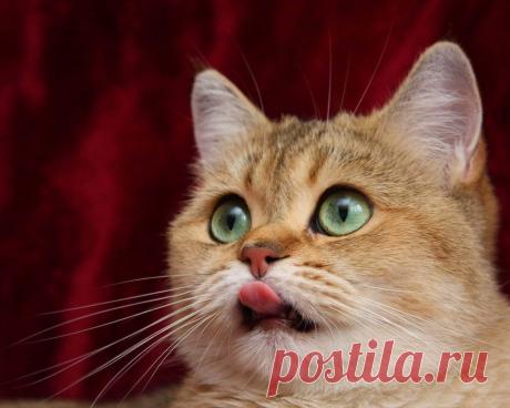 Обои Облизывающийся кот с красивыми глазами на рабочий стол, страница