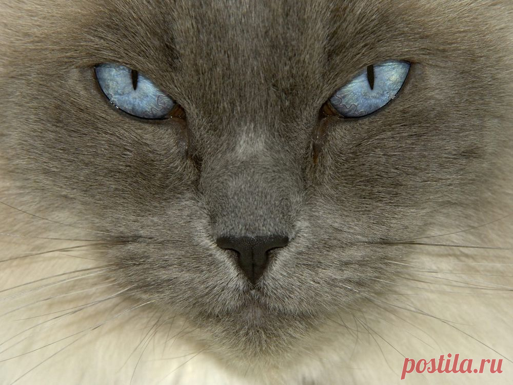 Обои Серый кот с голубыми глазами на рабочий стол, страница