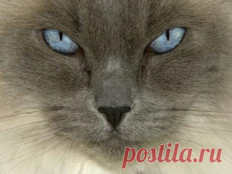 Обои Серый кот с голубыми глазами на рабочий стол, страница