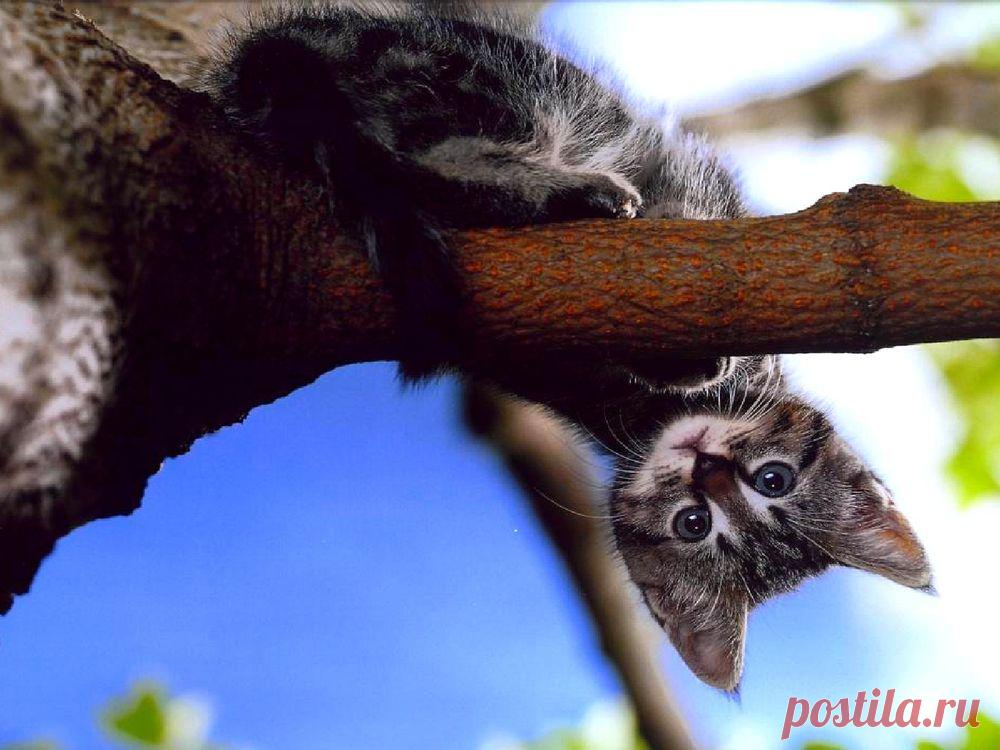 Обои Кошка залезла на дерево и перевернулась вниз головой на рабочий стол, страница