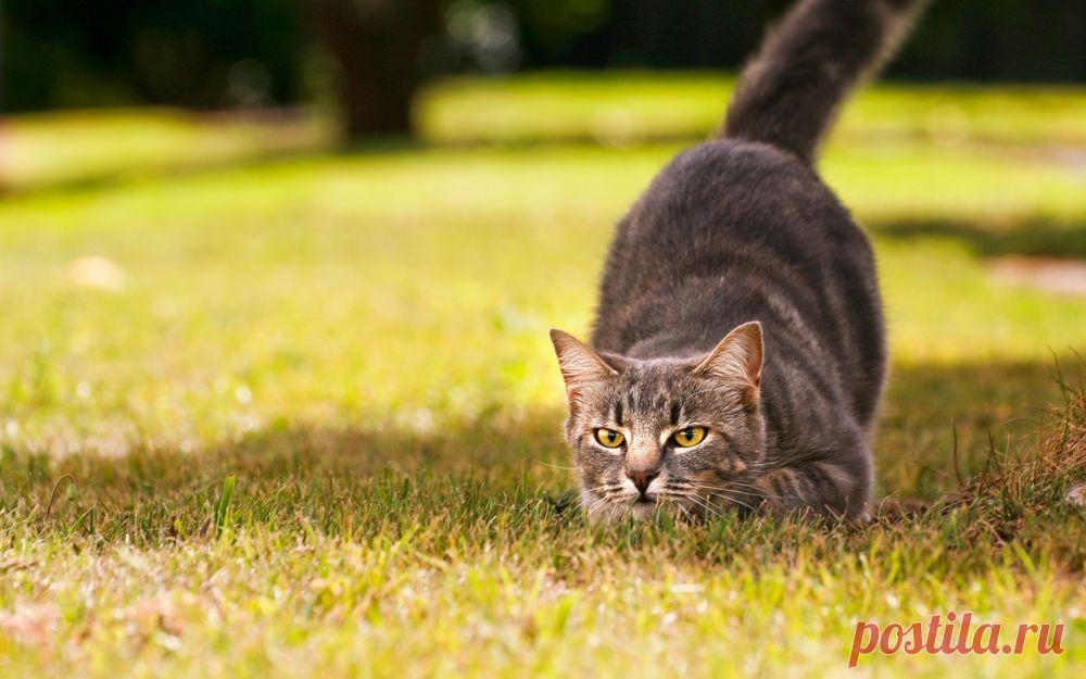 Обои Кот на охоте на рабочий стол, страница