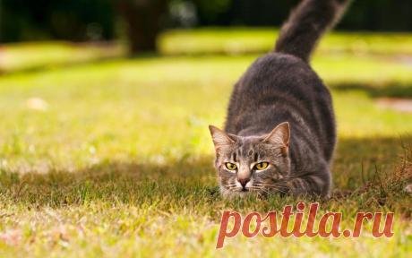 Обои Кот на охоте на рабочий стол, страница