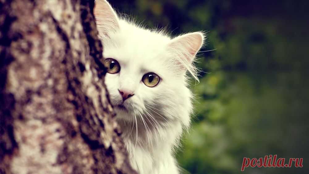 Обои Белый кот с желтыми глазами выглядывает из-за ствола дерева на рабочий стол, страница