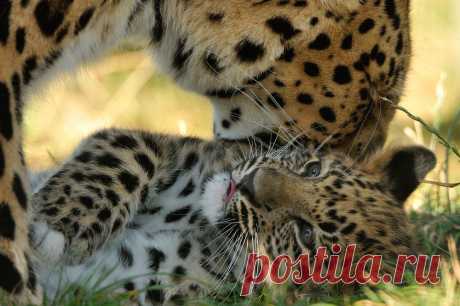 Обои Амурский леопард облизывает своего детеныша на рабочий стол, страница