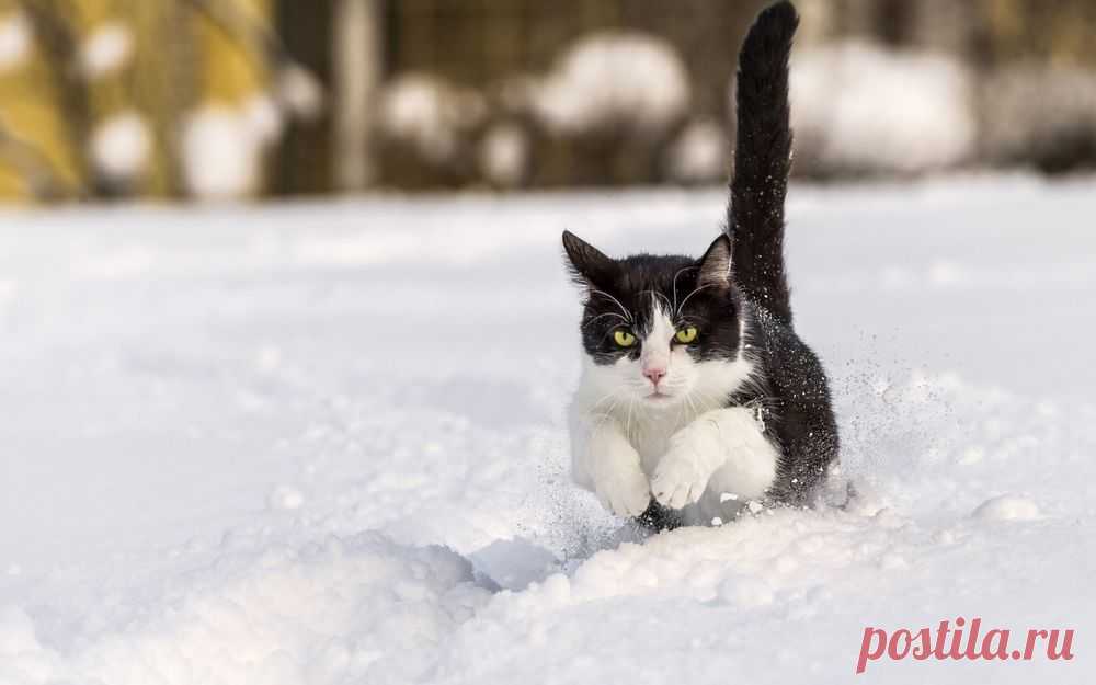 Обои Черно-белый кот бежит по снегу на рабочий стол, страница
