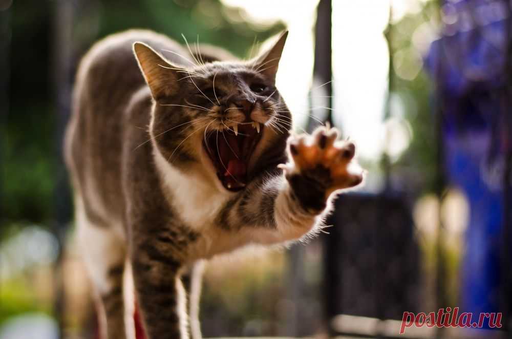 Обои Кошка подтягивается, раскрыв пасть на рабочий стол, страница