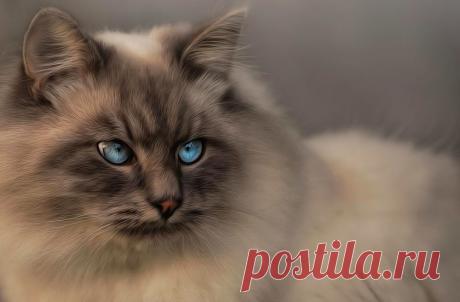 Обои Кошка с голубыми глазами на рабочий стол, страница