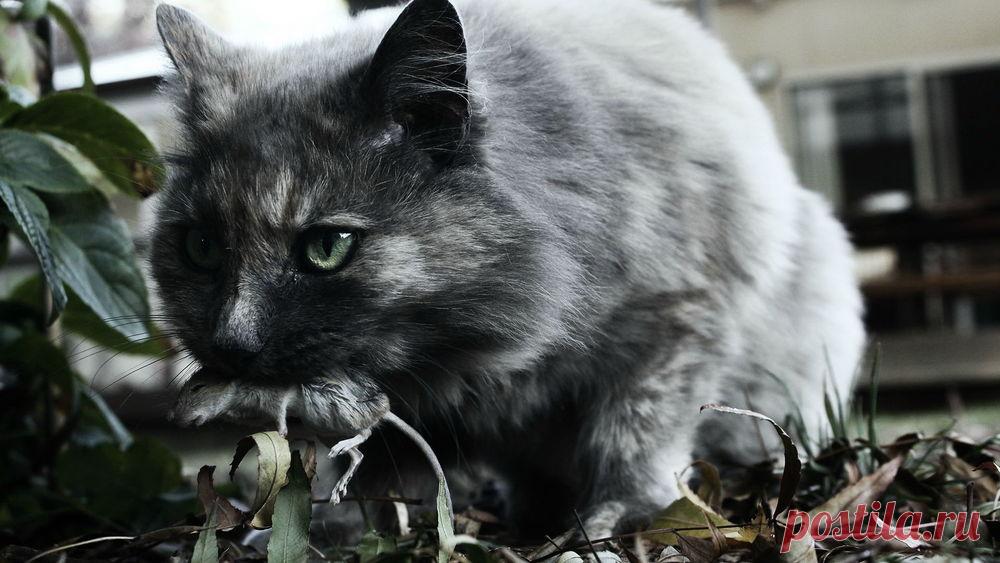 Обои Кот с добычей в пасти на рабочий стол, страница