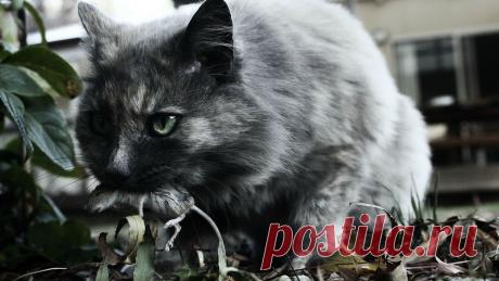 Обои Кот с добычей в пасти на рабочий стол, страница