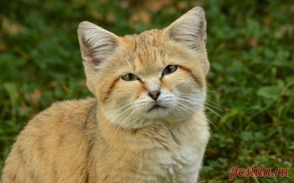 Обои Песчаная кошка сидит на зеленой траве на рабочий стол, страница