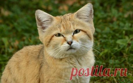 Обои Песчаная кошка сидит на зеленой траве на рабочий стол, страница