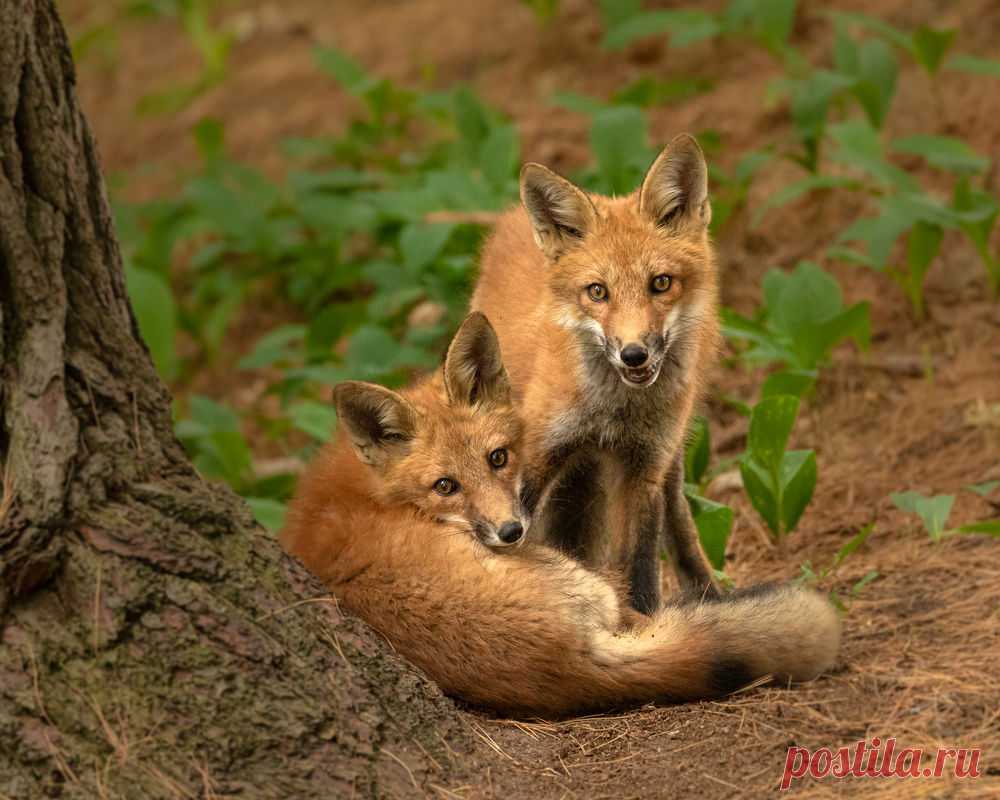 Обои Две лисы на земле, фотограф David Burt на рабочий стол, страница