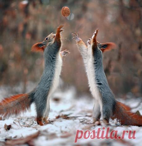 Фото Белки играют с орехом, фотограф Вадим Трунов, страница