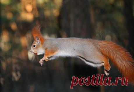 Фото Белка в прыжке, фотограф Вадим Трунов, страница