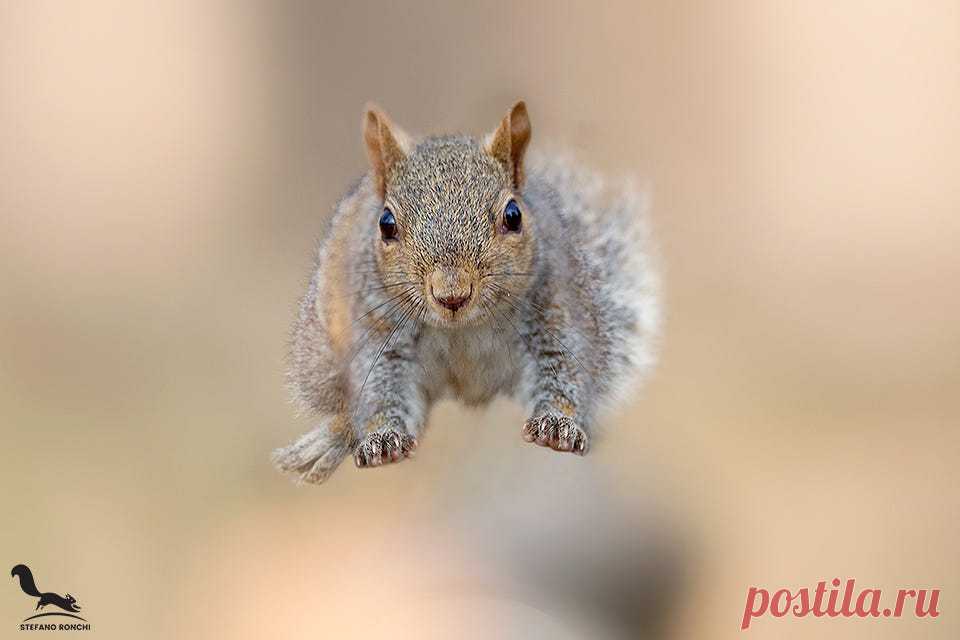 Фото Белка в прыжке. Фотограф Stefano Ronchi, страница