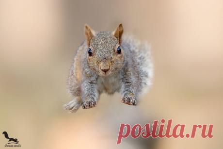 Фото Белка в прыжке. Фотограф Stefano Ronchi, страница