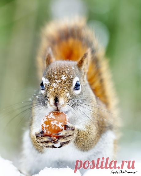 Фото Белка в снегу с желудем, by Andre Villeneuve, страница