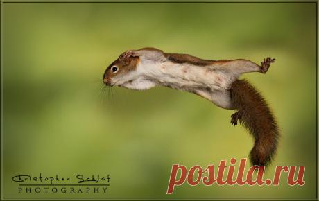 Фото Белка в прыжке, by Christopher Schlaf, страница